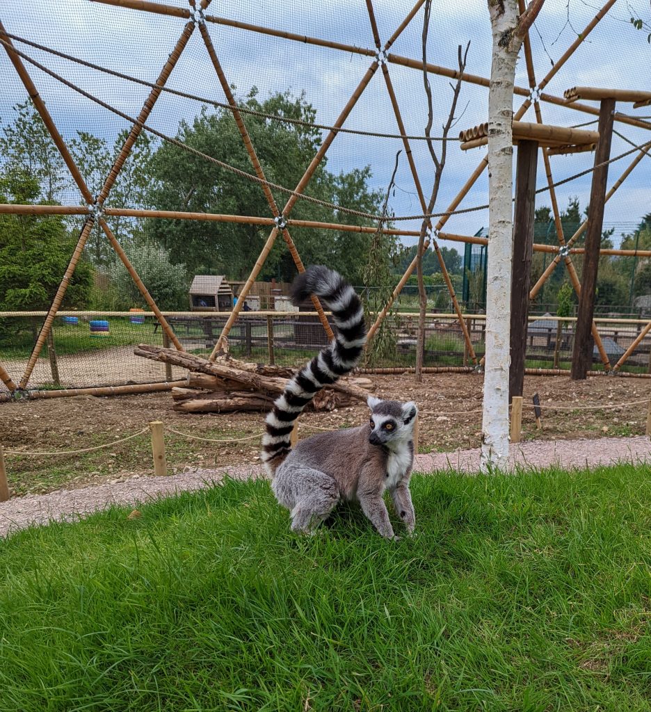 One of the best things to do this summer- close up of Lemur
